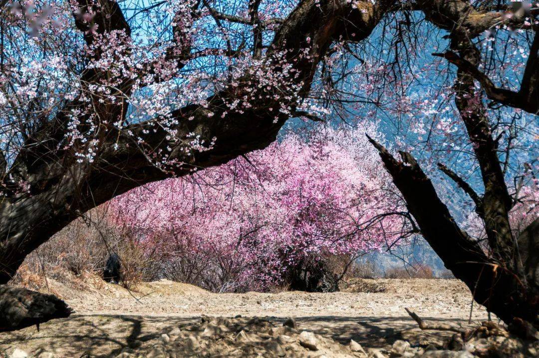 嘎拉桃花村