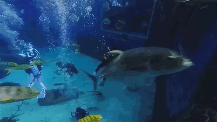 北京海洋馆小小潜水员