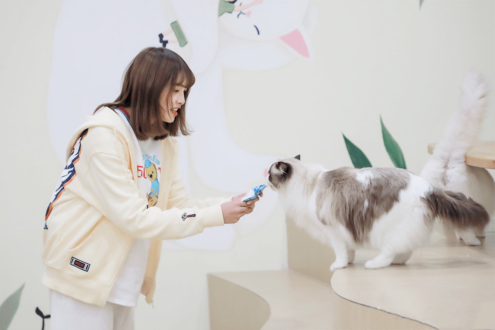 2021国内首个沉浸式猫咪博物馆《参见猫大人》-昆明站