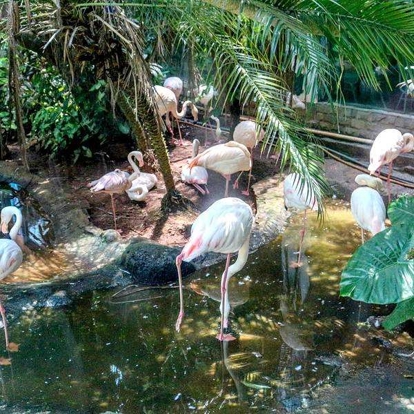 海南熱帶野生動植物園