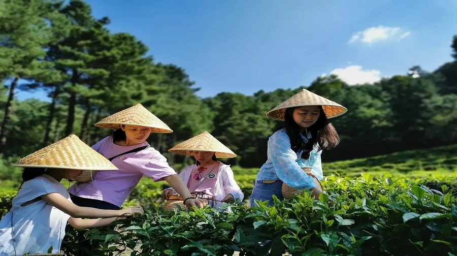 苍山茶园