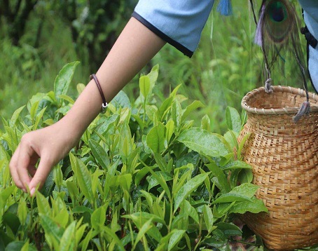 苍山茶园