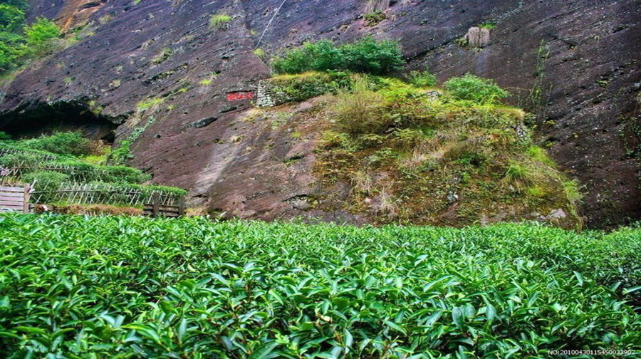 大红袍景区