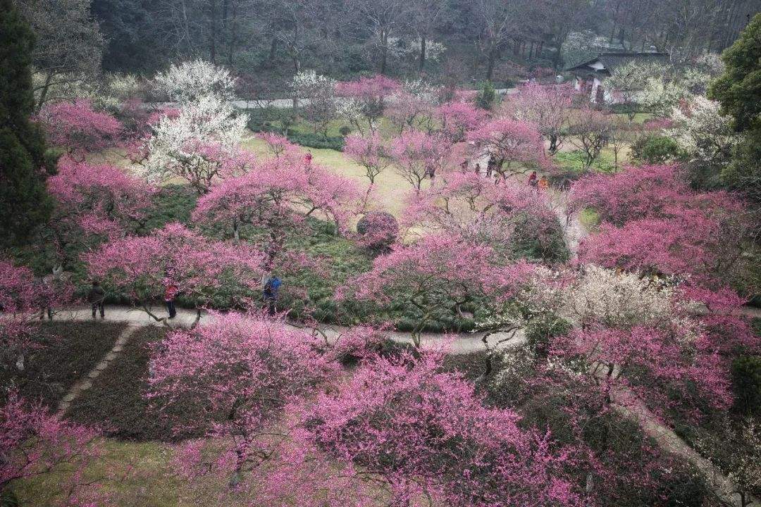 杭州植物园赏梅图片