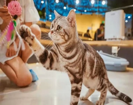 猫咪博物馆（威海万达店）