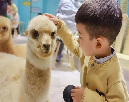 神兽羊驼主题馆
