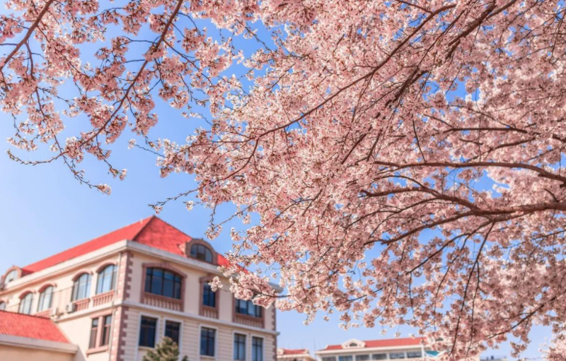 青岛中国海洋大学(鱼山校区)地址、游玩指南