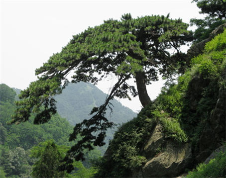 五大夫松