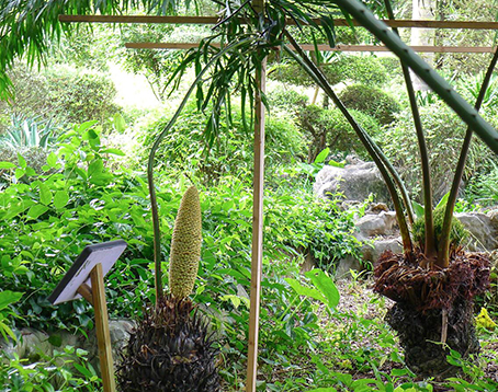 广西药用植物园
