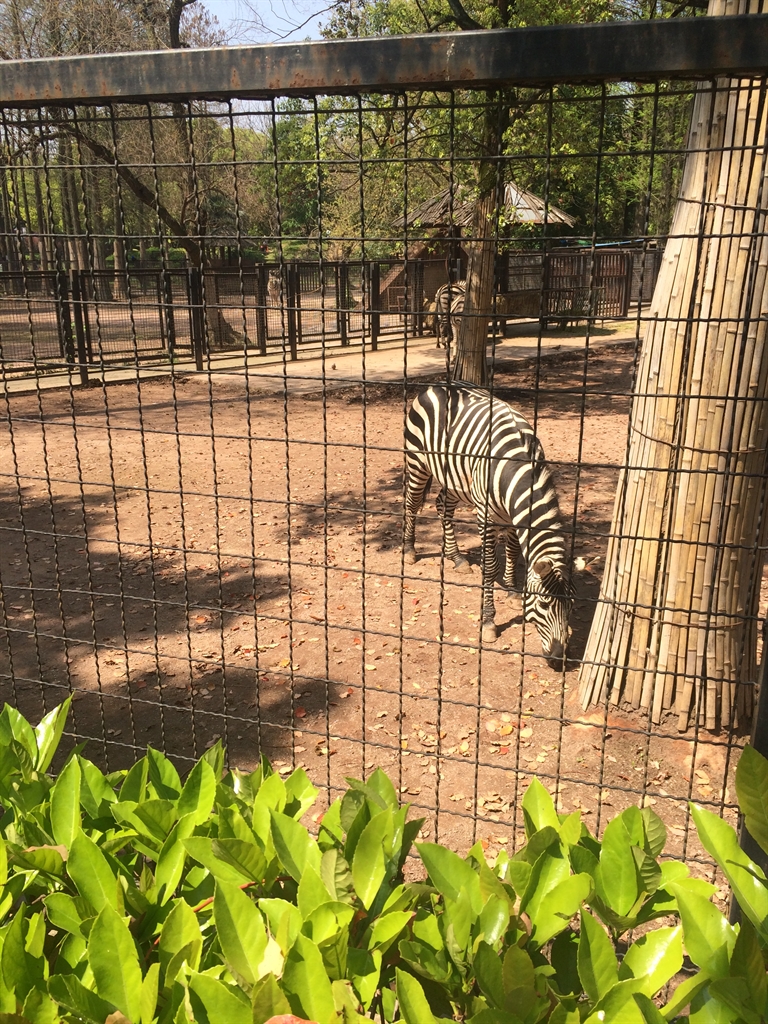 武漢動物園開放時間,門票價格-黃河票務網