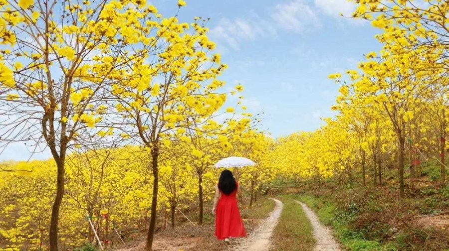 黄花风铃生态园