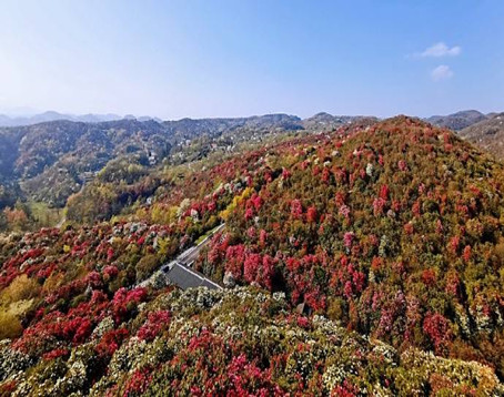 百里杜鹃风景区