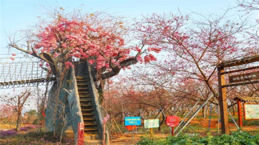 天适樱花悠乐园