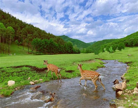 金山鹿苑