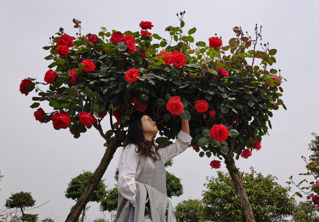 崇州月季花园门票图片