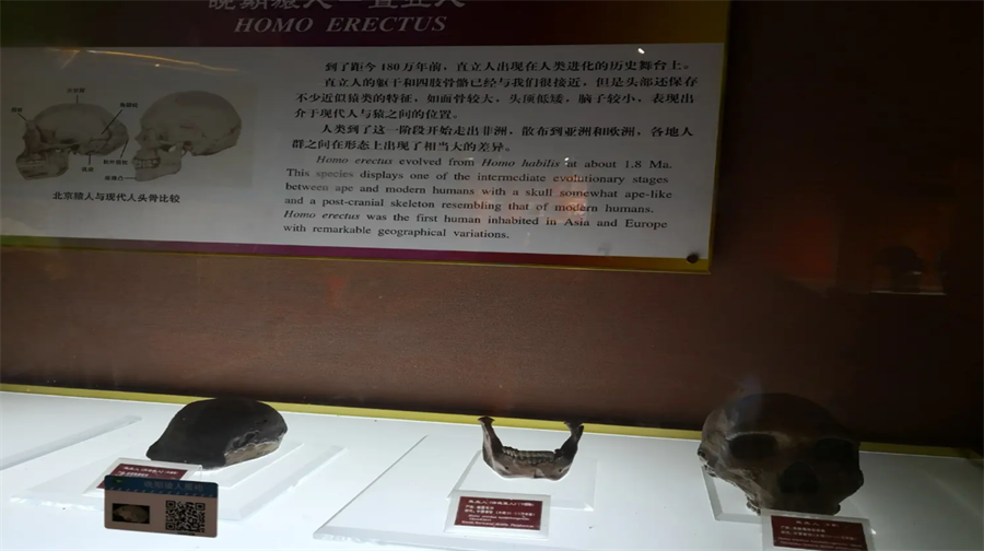 中华曙猿馆
