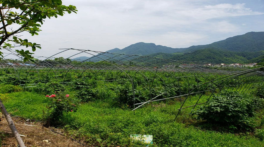 上江百花园