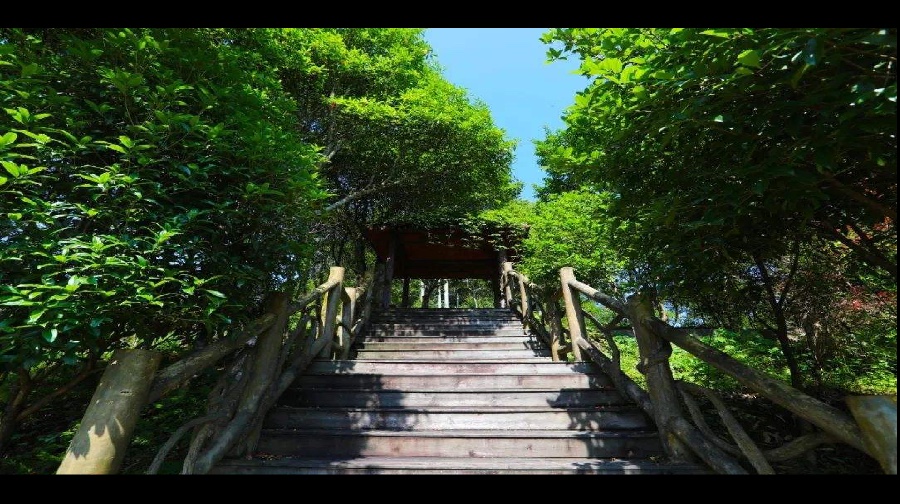 三元格氏栲