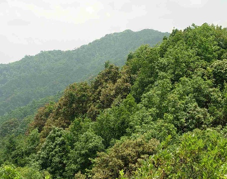 大王岭原始森林