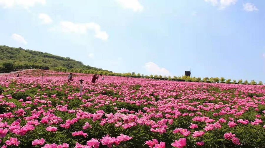 石河东沟花海