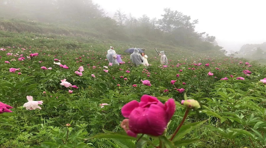 芍药溪谷