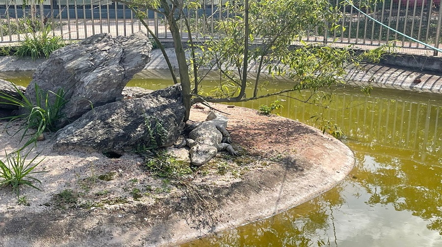 摩树动物庄园